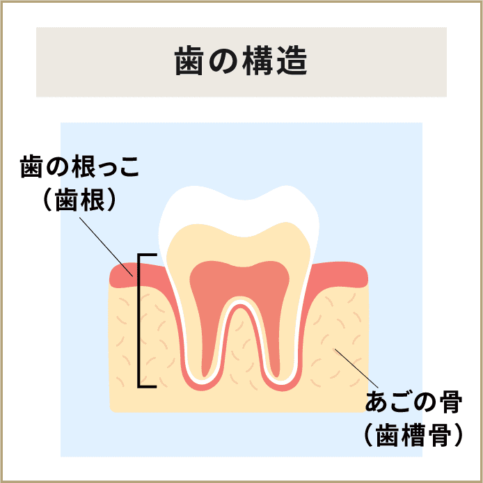歯の構造とは