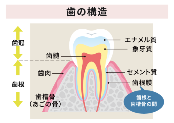 歯の構造